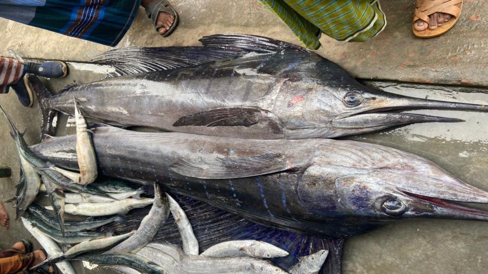 কুয়াকাটায় ধরা পড়ল ৪ মণ ওজনের পাখি মাছ