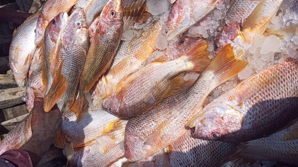 জেলের জালে ধরা ৬৮৭ লাল কোরাল ১০ লাখ টাকায় বিক্রি