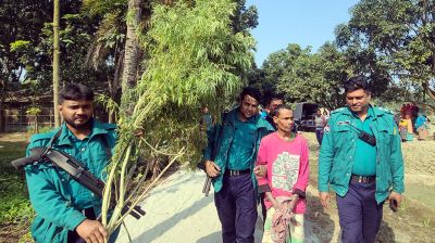 এক গাছেই মিলল দুই লাখ টাকার গাজা!