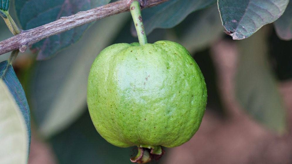 খোসাসহ পেয়ারা খাওয়া কতটা উপকারী