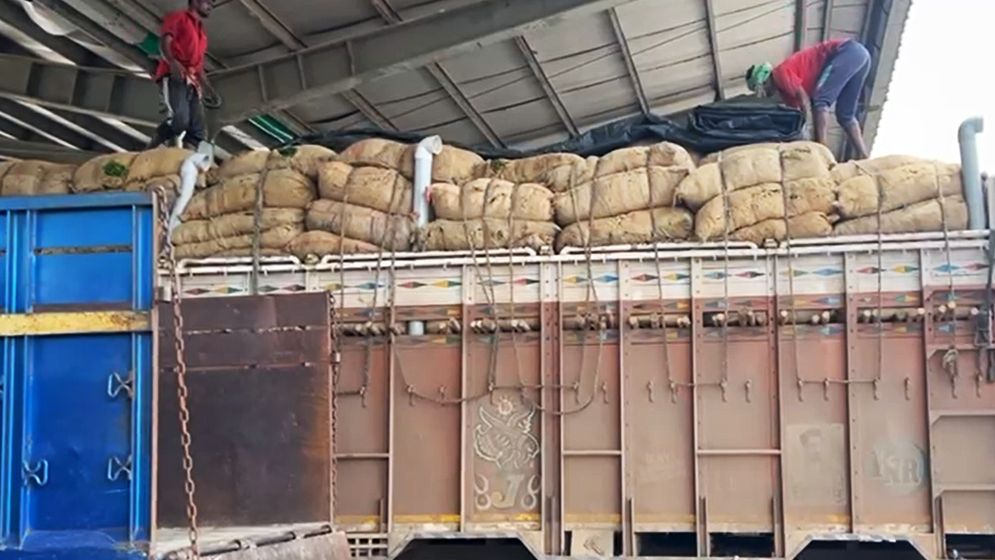 পেঁয়াজের দাম বাড়ার আভাস, জানা গেল কারণ