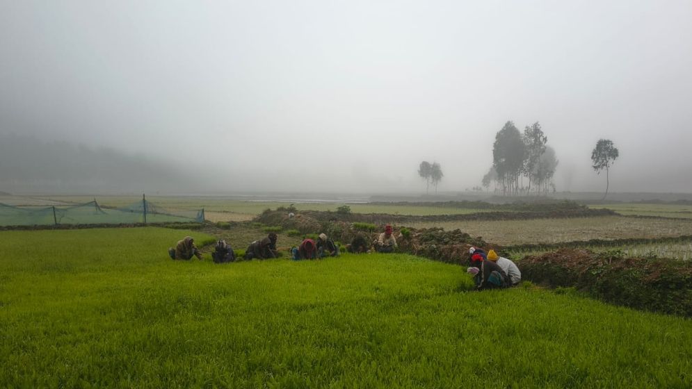 কুড়িগ্রামে ঘন কুয়াশা ও হিমেল হাওয়ায় জনজীবন বিপর্যস্ত