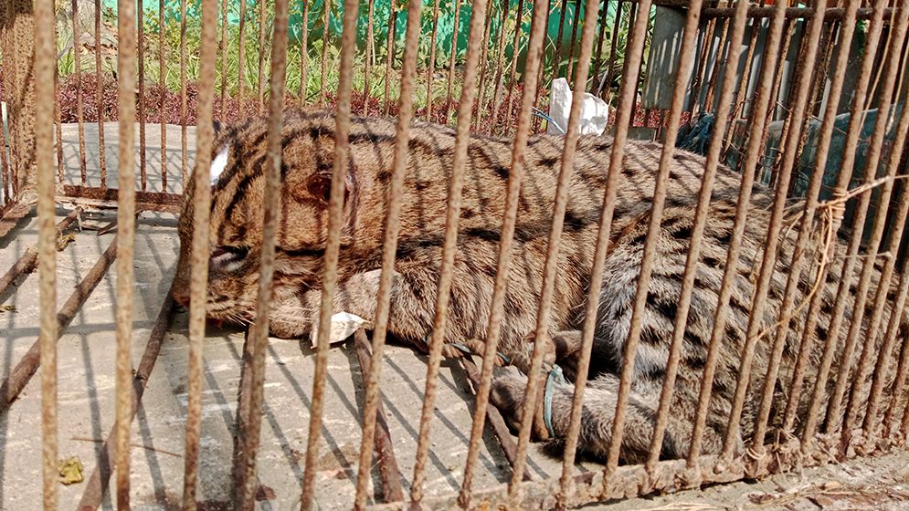 ট্রাকের ধাক্কায় রাস্তায় পড়েছিল বিপন্ন গন্ধগোকুল