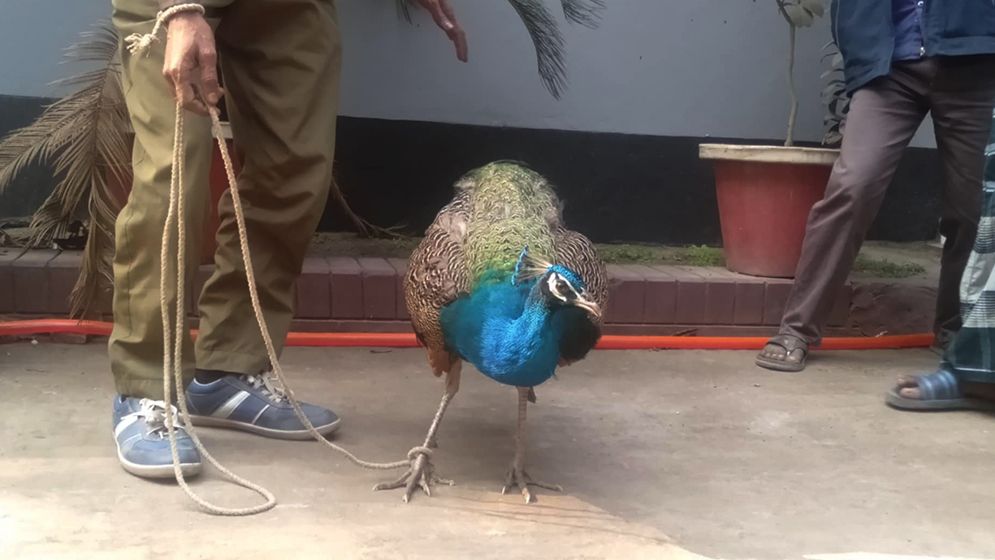 জালে আটকা বিরল প্রজাতির ময়ূর