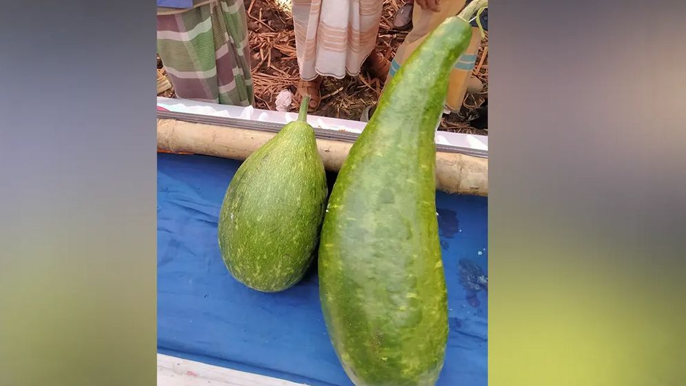 এক জোড়া লাউ নিলামে বিক্রি, দাম ১৮ হাজার টাকা!