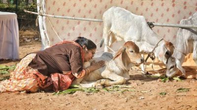 ভারতে ক্যানসার গবেষণার নামে গোবর-গোমূত্র নিয়ে তুঘলকি কাণ্ড, গায়েব কোটি রুপি