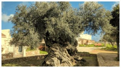 হাজার বছর হলেও যে গাছে এখনও ফল ধরে