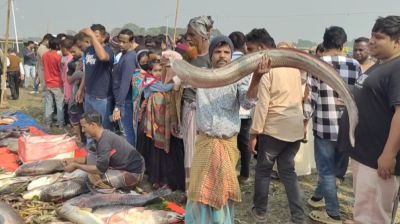 মাছ কেনায় জামাইদের প্রতিযোগিতা, শাপলা পাতা মাছের দাম লাখ টাকা