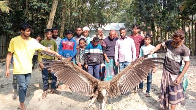 বিপন্নপ্রায় ‘হিমালয়ান গৃধিনী’ উদ্ধার