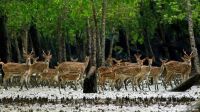 সুন্দরবন থেকে দুই শতাধিক হরিণ শিকারের ফাঁদ উদ্ধার