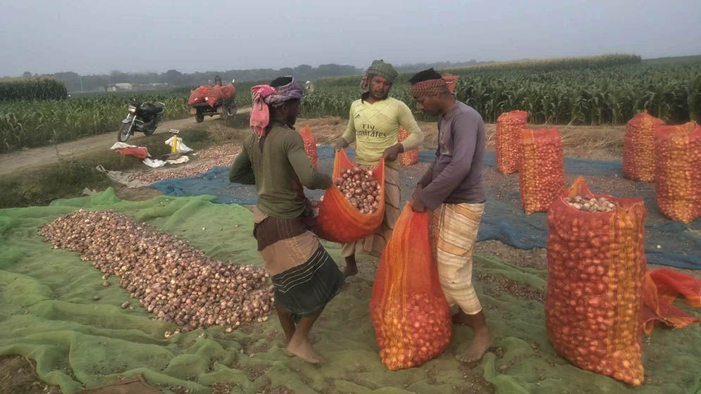 পেঁয়াজের বাম্পার ফলনেও হতাশ চাষিরা