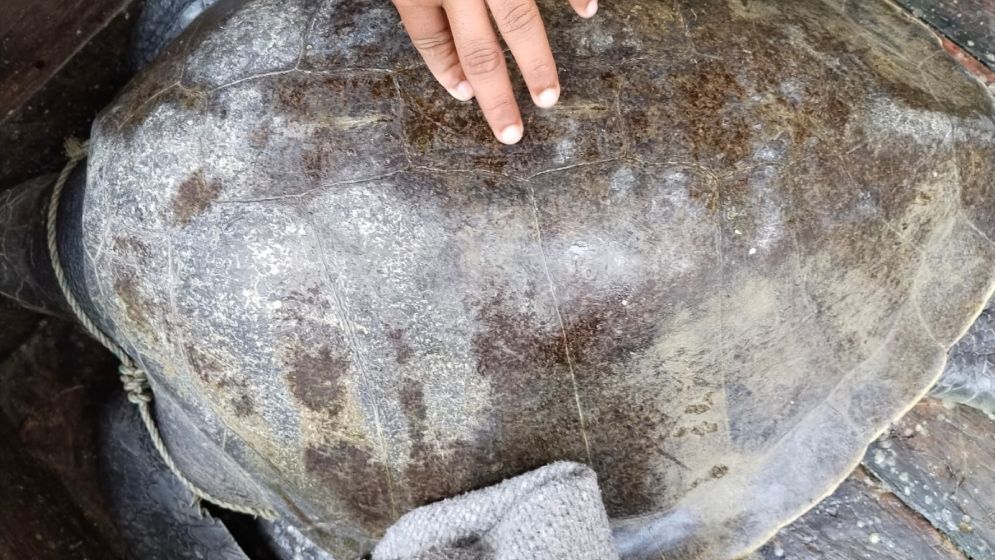 জেলের জালে ৪০ কেজির কচ্ছপ