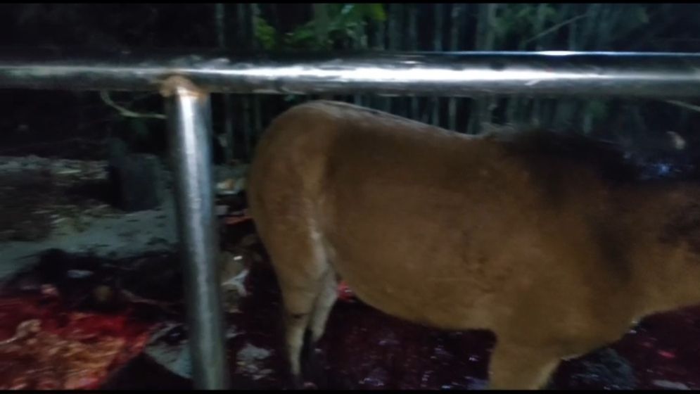 রাতের আঁধারে ৮ ঘোড়া জবাই, জীবিত উদ্ধার ১১টি