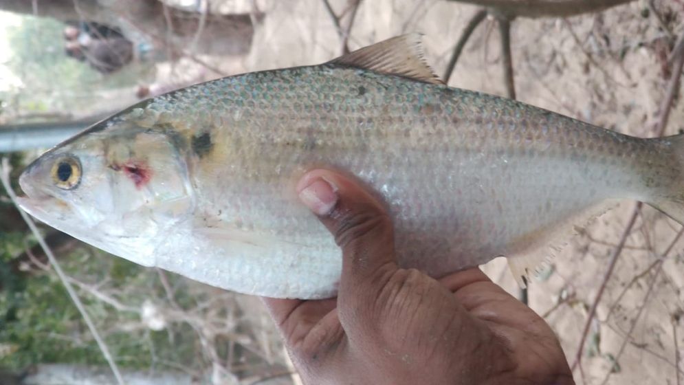 নিঝুম দ্বীপের পুকুরে মিলল রুপালি ইলিশ