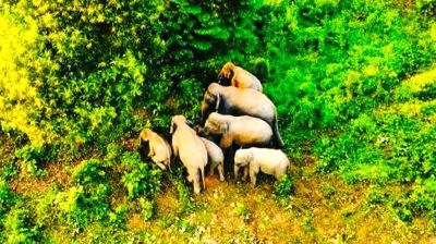 হাতি পরিবারে এলো নতুন অতিথি