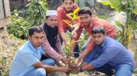 কালকিনিতে যুগান্তর স্বজন সমাবেশের বৃক্ষরোপণ