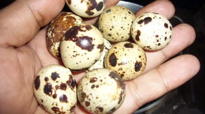 শীতের ক্লান্তিতে সুপারফুড কোয়েলের ডিম