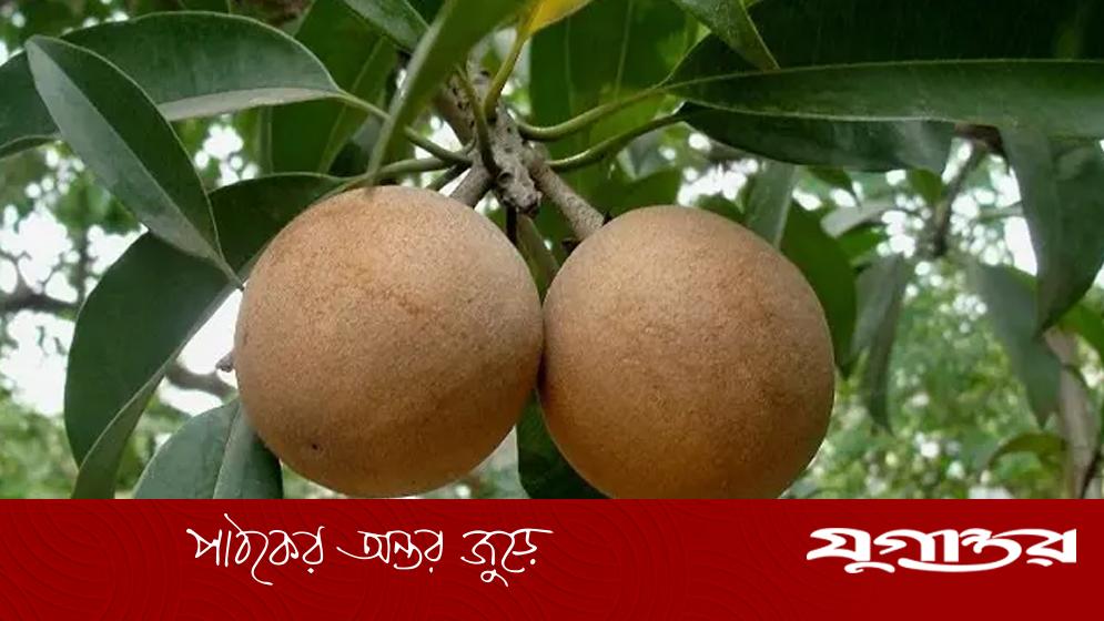 ডায়াবেটিস আক্রান্তরা কি সফেদা খেতে পারবেন, জেনে নিন