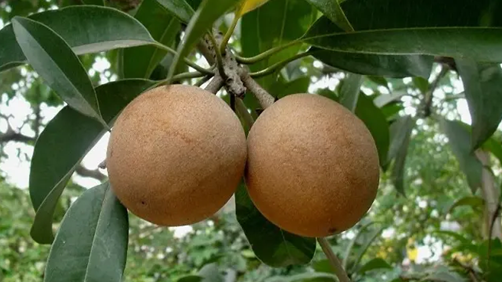 ডায়াবেটিস আক্রান্তরা কি সফেদা খেতে পারবেন, জেনে নিন