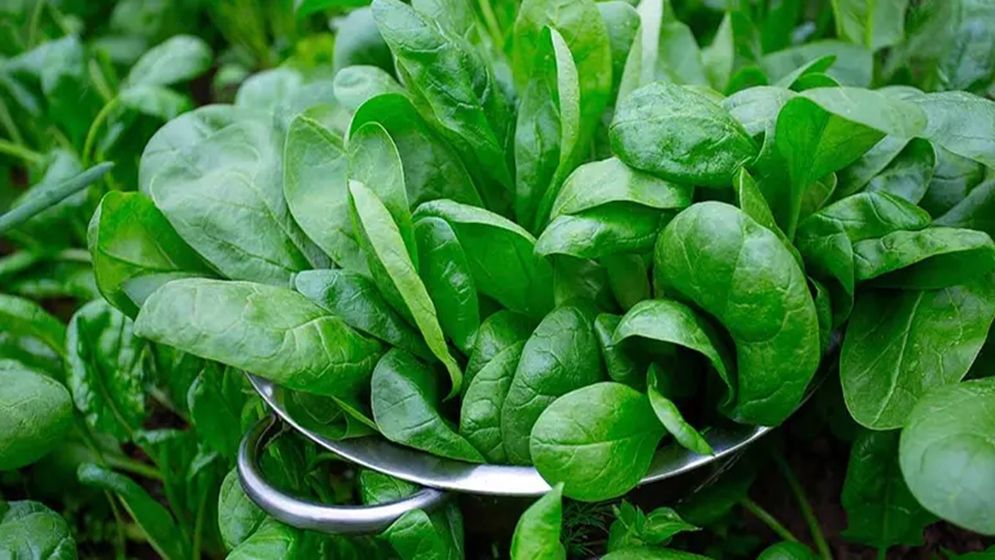 পালংশাক কাঁচা খেলে বিপদ, সঠিক উপায়ে রান্না করবেন যেভাবে