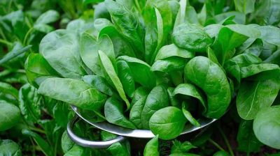 পালংশাক কাঁচা খেলে বিপদ, সঠিক উপায়ে রান্না করবেন যেভাবে