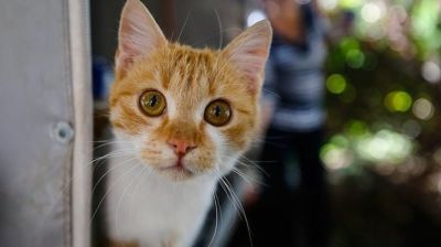 ২০৫০ সালের মধ্যে কয়েক মিলিয়ন বিড়াল নির্মূল করতে চায় নিউজিল্যান্ড