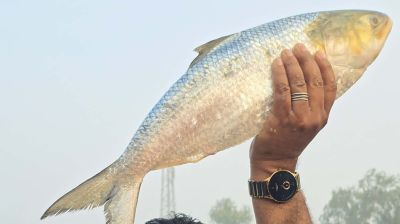 পদ্মার এক ইলিশের দাম ১০ হাজার টাকা!