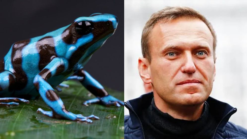 নাভালনিকে ‘হত্যা’য় ব্যবহৃত ‘ডার্ট ফ্রগ’ বিষ কী?