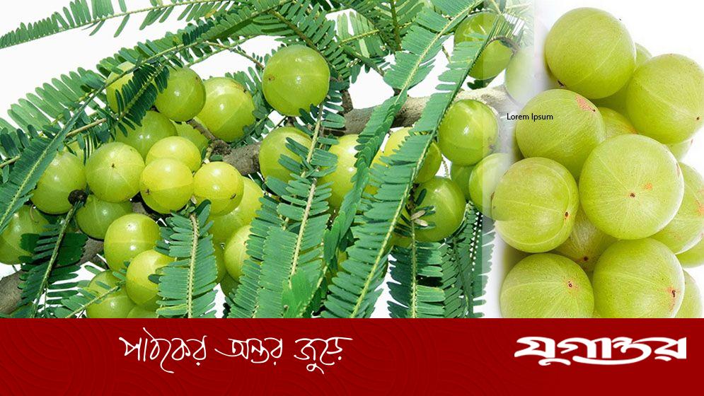 পাকা চুলের সমস্যা দূর করতে আমলকীর কার্যকরী ব্যবহার ও টোটকা