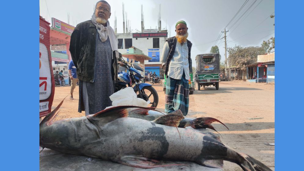 জেলের জালে ধরা পড়ল ২৭ কেজির বাঘাইড়