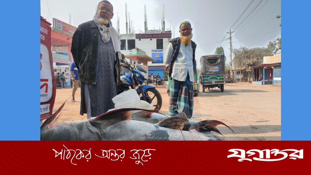 কুড়িগ্রামের চিলমারীতে ব্রহ্মপুত্র নদে জেলের জালে ধরা পড়ল ২৭ কেজির বাঘাইড় মাছ