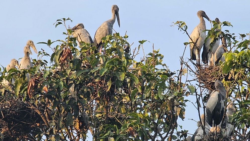 নাটোরের তিরাইল এখন পাখির গ্রাম