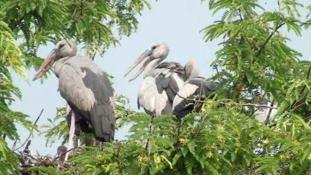 নাটোরের তিরাইল এখন পাখির গ্রাম