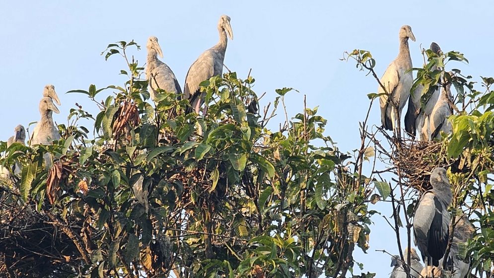 নাটোরের তিরাইল এখন পাখির গ্রাম