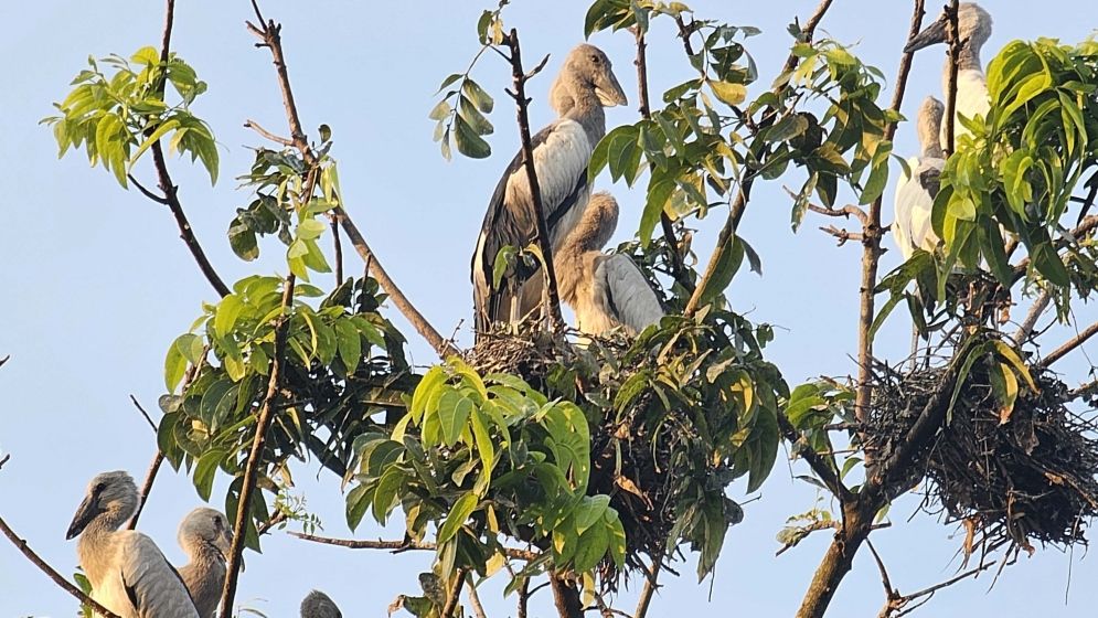 নাটোরের তিরাইল এখন পাখির গ্রাম