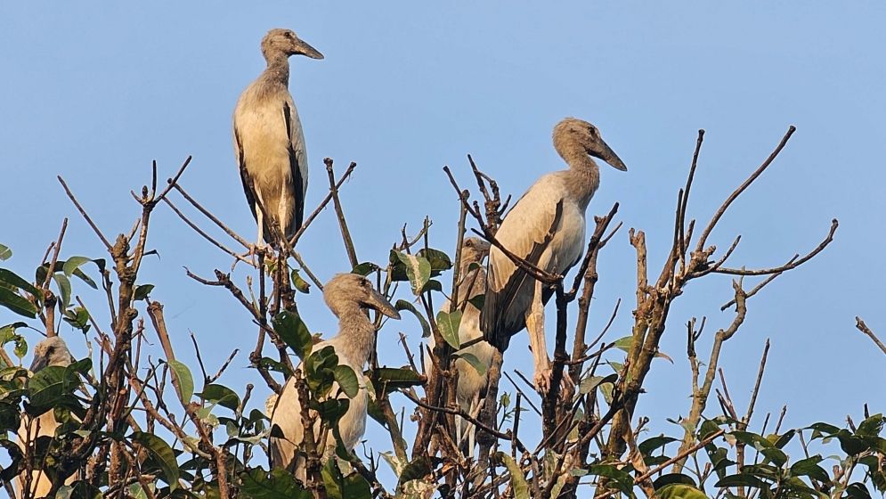 নাটোরের তিরাইল এখন পাখির গ্রাম