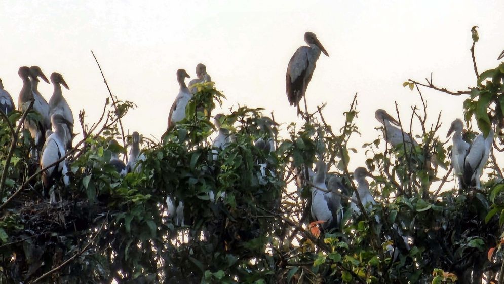 নাটোরের তিরাইল এখন পাখির গ্রাম