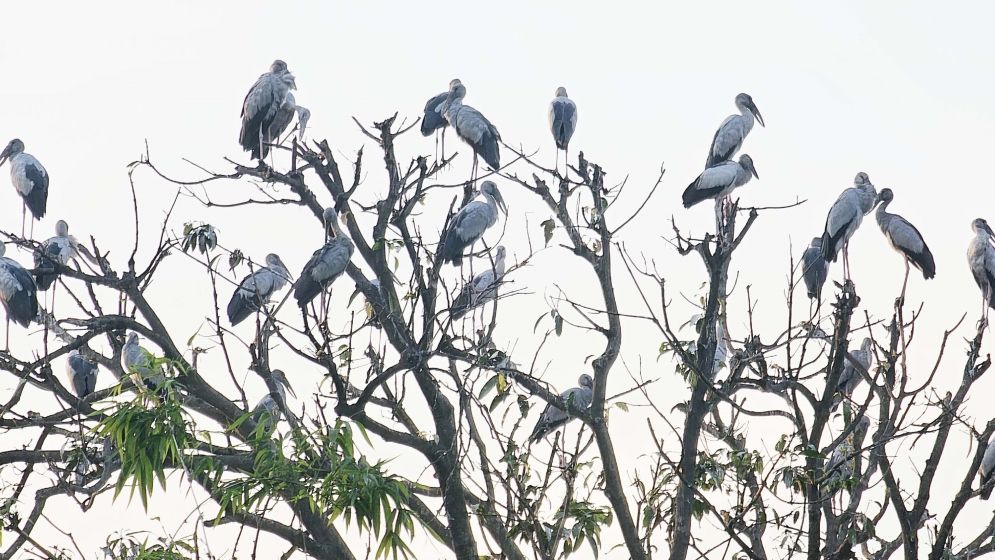 নাটোরের তিরাইল এখন পাখির গ্রাম