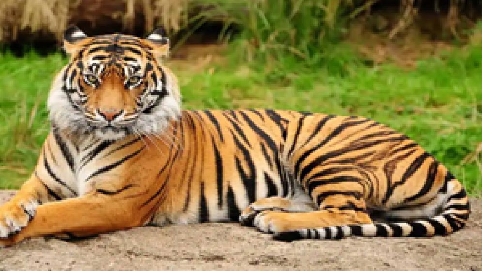 থাইল্যান্ডের চিড়িয়াখানায় ভাইরাসে ৭২ বাঘের মৃত্যু