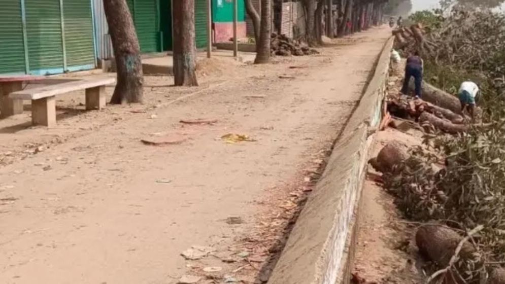 বিএনপি নেতার গাড়ি চলাচল সুবিধায় কেটে ফেলা হলো ২০টি গাছ