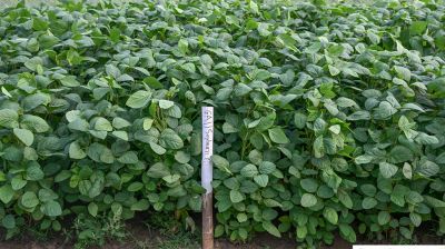 দেশের প্রথম উচ্চ খরা সহনশীল সয়াবিনের জাত উদ্ভাবন