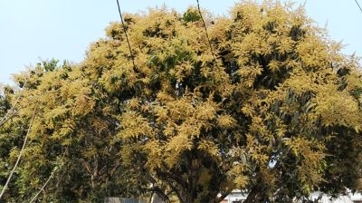 সৌরভ ছড়াচ্ছে আমের মুকুল, সাতক্ষীরায় বাম্পার ফলনের সম্ভাবনা