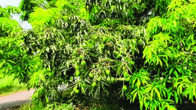 হঠাৎ বৃষ্টিতে উৎকণ্ঠায় আমচাষিরা