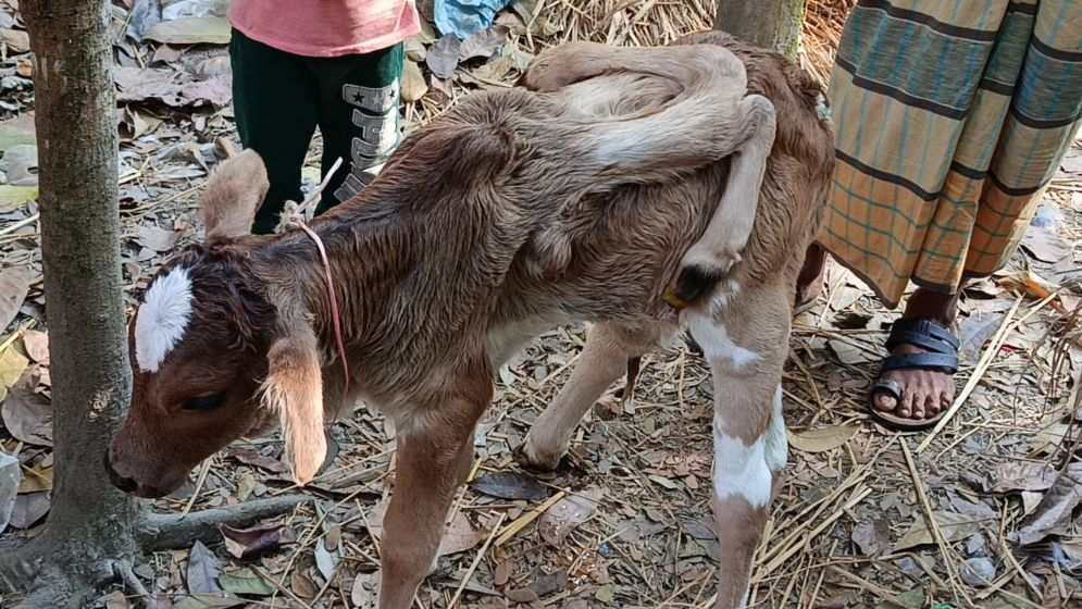 লালমোহনে ৬ পা বিশিষ্ট বাছুর, এলাকাজুড়ে চাঞ্চল্য
