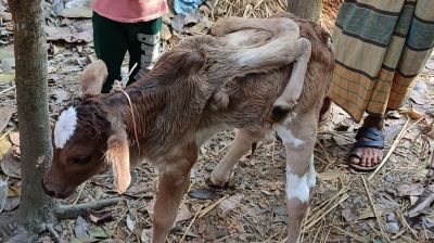 লালমোহনে ৬ পা বিশিষ্ট বাছুর, এলাকাজুড়ে চাঞ্চল্য