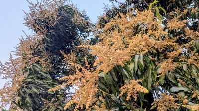 পাহাড়ে আমের মুকুলের ম-ম গন্ধে বিমোহিত মানুষ