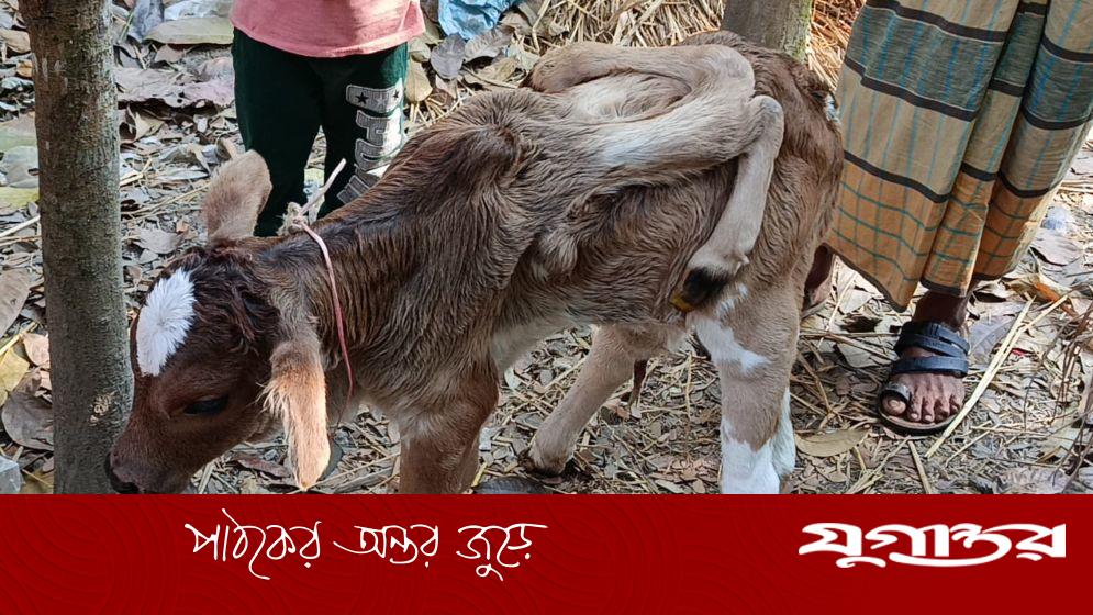 ভোলার লালমোহনে ছয় পা বিশিষ্ট বিরল বাছুরের জন্ম, এলাকায় চাঞ্চল্য