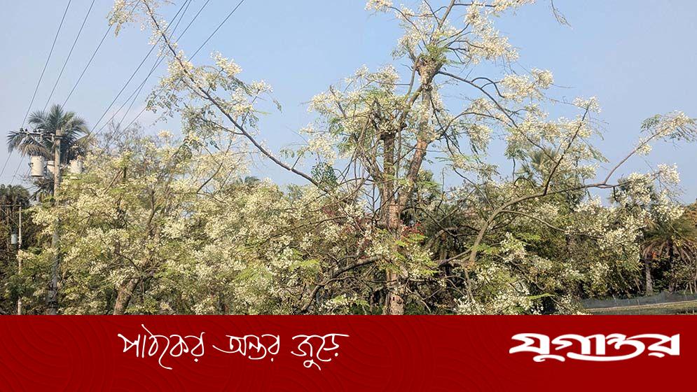 নাটোরের বড়াইগ্রামে সজনের বাম্পার ফলন, এক কোটি টাকার 'সুপার ফুড' উৎপাদনের সম্ভাবনা