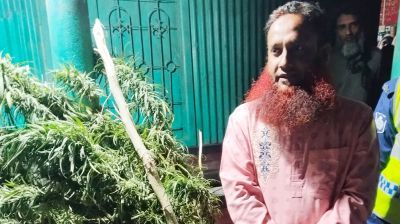 শিক্ষকের বাড়িতে গাঁজা চাষ!