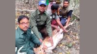 সুন্দরবনে শিকারীদের ফাঁদে আটকেপড়া হরিণ উদ্ধার